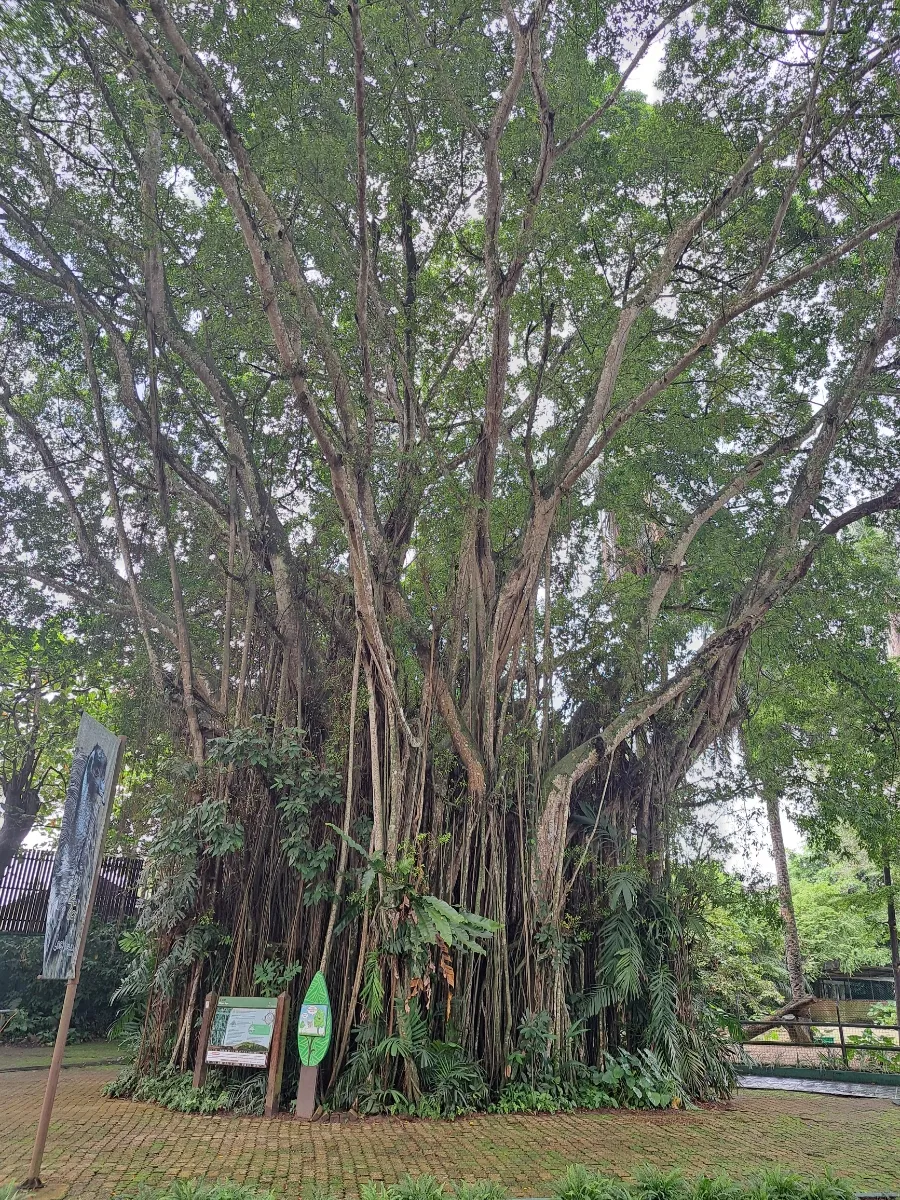 이 나이에 왠 Zoo Negara ㅎㅎ 이미지 2