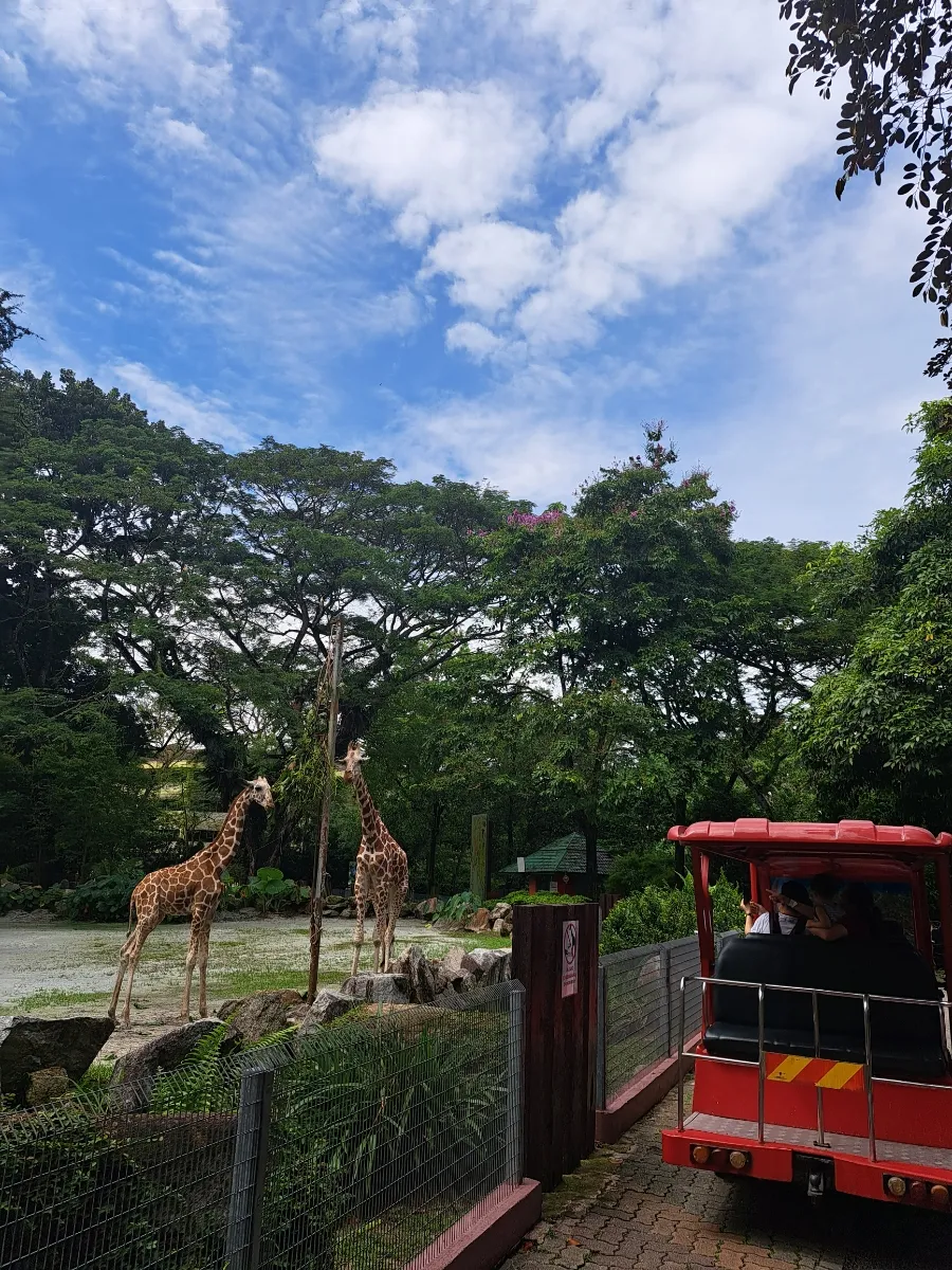이 나이에 왠 Zoo Negara ㅎㅎ 이미지 3