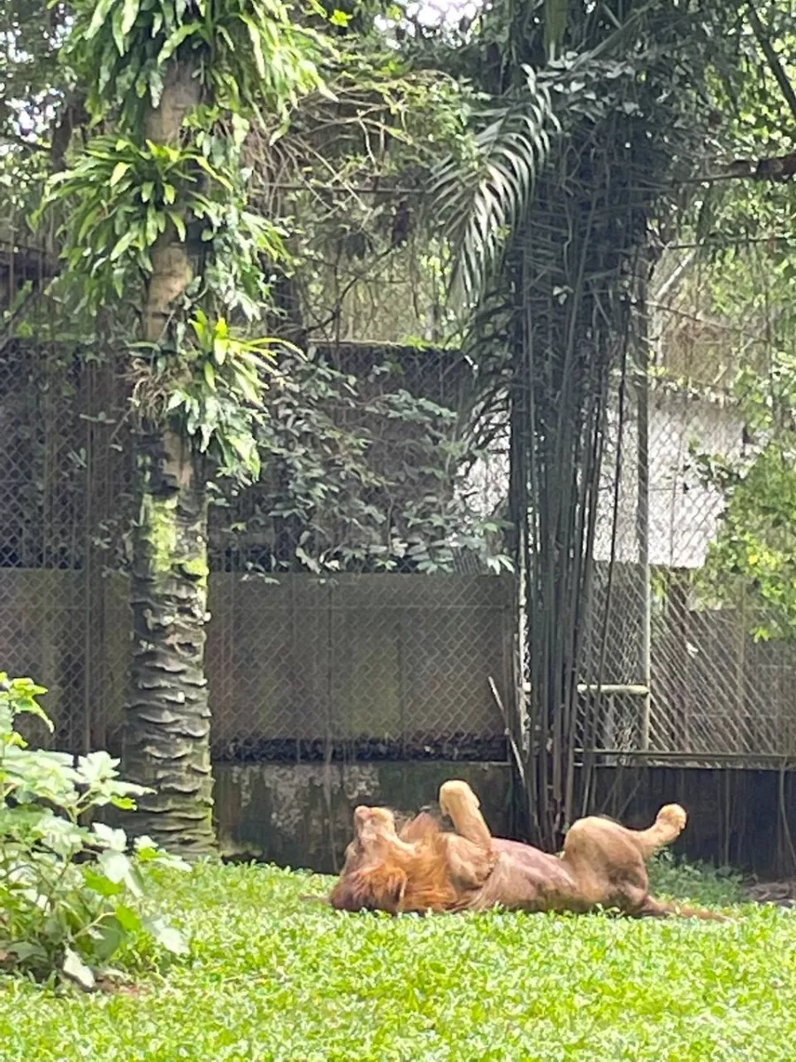 이 나이에 왠 Zoo Negara ㅎㅎ 이미지 4
