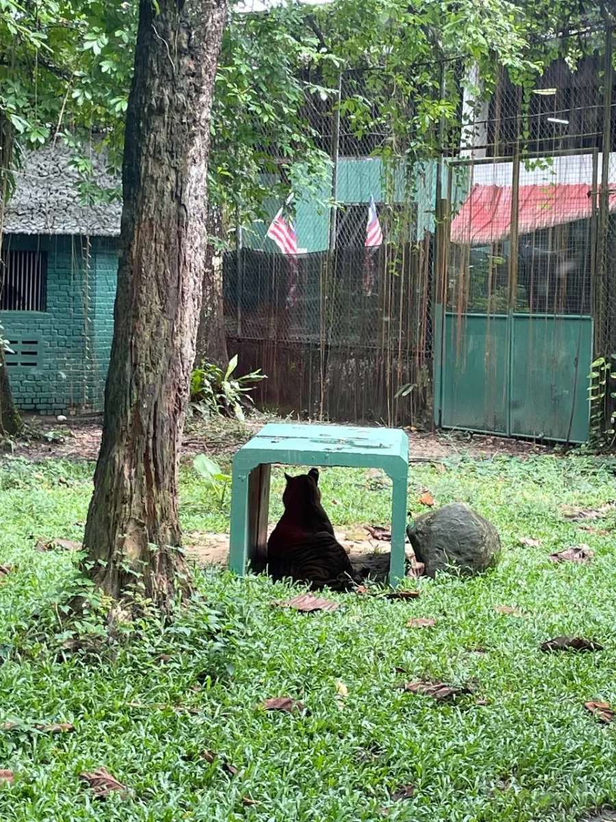 이 나이에 왠 Zoo Negara ㅎㅎ 이미지 5