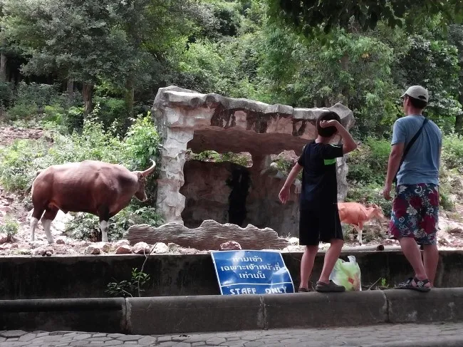 2014.07 Khao Kheow Open Zoo 카오 키여우 오픈 주 이미지 4