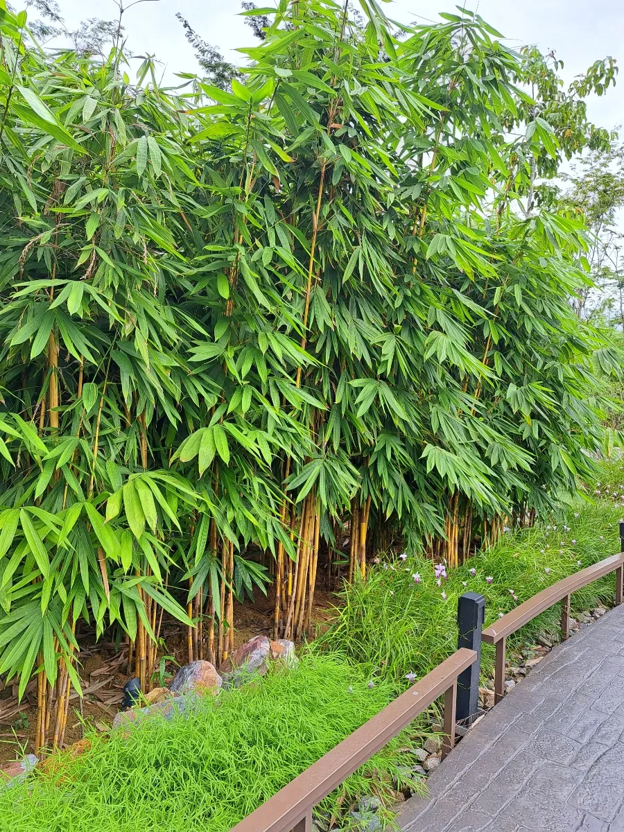 Bamboo hills 이미지 5