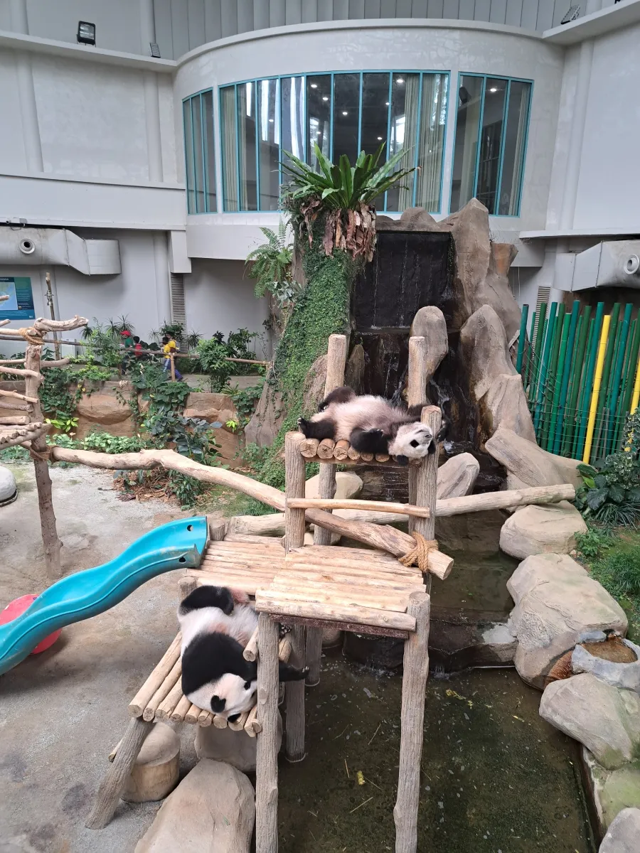 이 나이에 왠 Zoo Negara ㅎㅎ 이미지 7