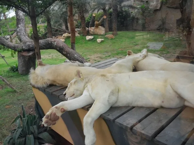2014.07 Khao Kheow Open Zoo 카오 키여우 오픈 주 이미지 6