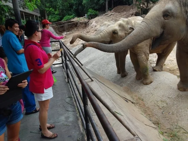 2014.07 Khao Kheow Open Zoo 카오 키여우 오픈 주 이미지 7