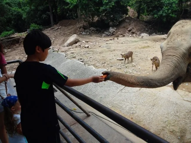 2014.07 Khao Kheow Open Zoo 카오 키여우 오픈 주 이미지 8