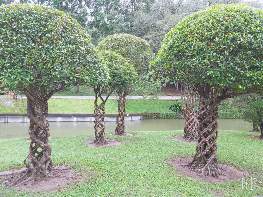 쿠알라룸푸르 공원-Perdana Botanical Gardens 산책 이미지 10