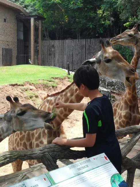 2014.07 Khao Kheow Open Zoo 카오 키여우 오픈 주 이미지 9