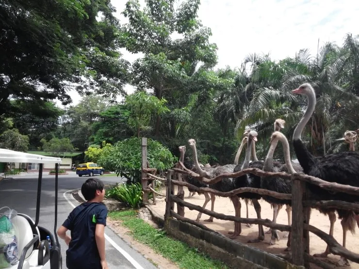 2014.07 Khao Kheow Open Zoo 카오 키여우 오픈 주 이미지 10