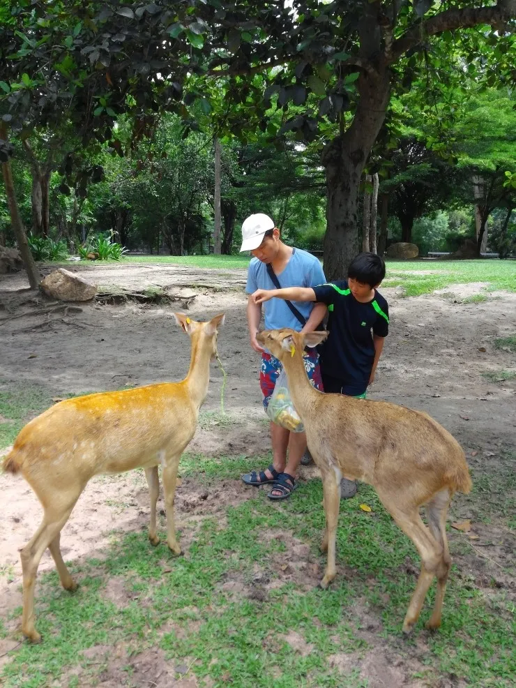 2014.07 Khao Kheow Open Zoo 카오 키여우 오픈 주 이미지 12