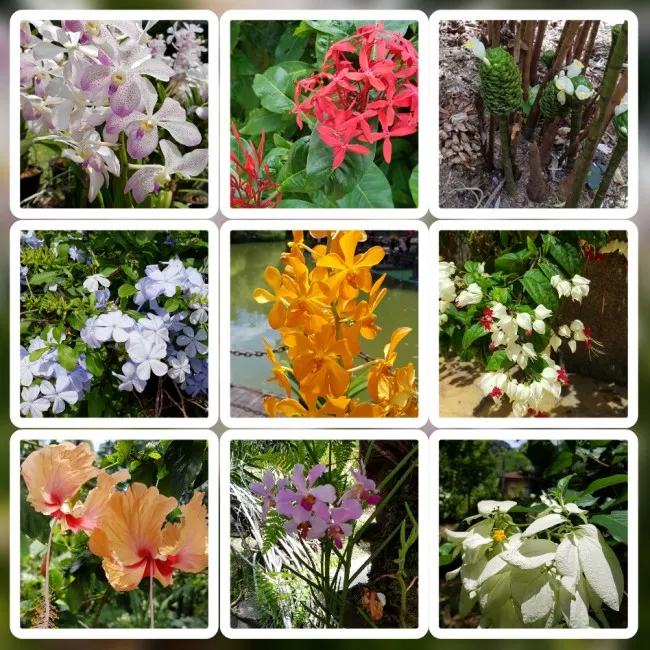 쿠알라룸푸르 보타닉 가든 -Perdana Botanical Gardens 이미지 17