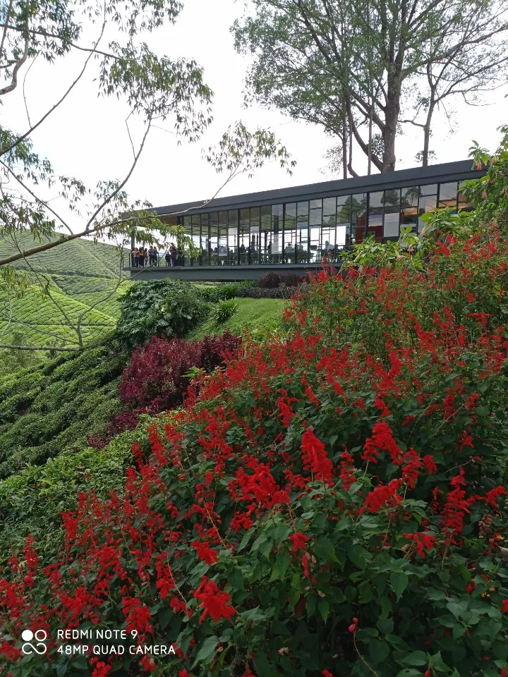 RMCO 와중에 카메론하일랜드 1박2일 여행-Strawberry Park Resort, BOH centre 이미지 20