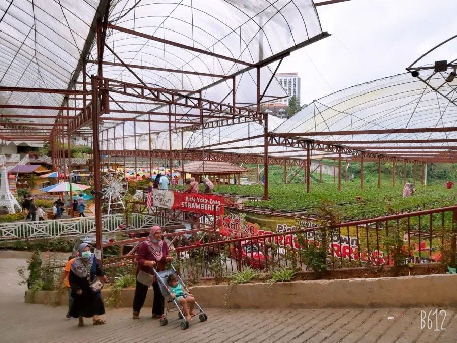 RMCO 와중에 카메론하일랜드 1박2일 여행-Strawberry Park Resort, BOH centre 이미지 29